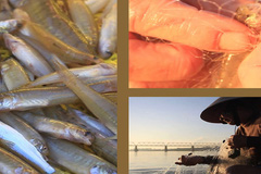 Quảng Ngãi: Vui mùa cá bống Sông Trà, ngư dân thu về ngót triệu mỗi chuyến 